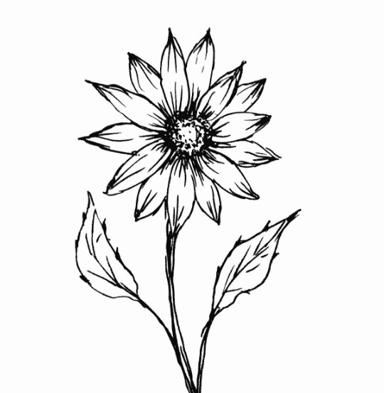 Contoh Gambar Sketsa Bunga Sederhana