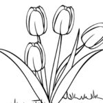 Contoh Gambar Sketsa Bunga Tulip