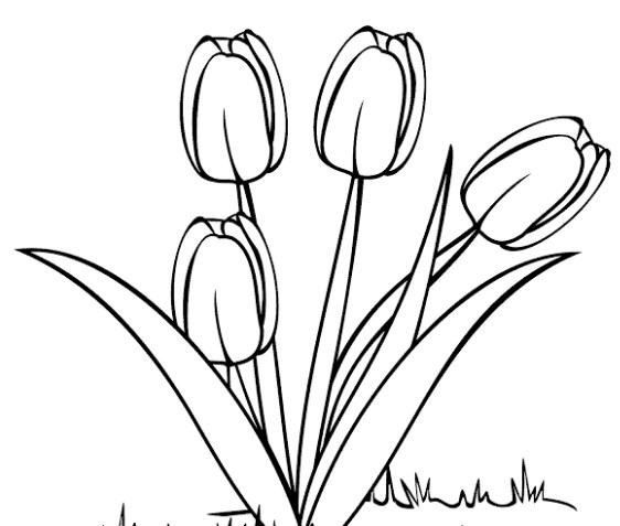 Contoh Gambar Sketsa Bunga Tulip