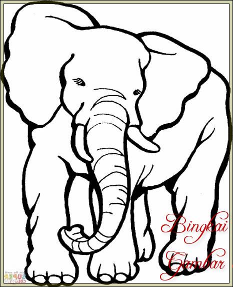 Contoh Gambar Sketsa Hewan Gajah
