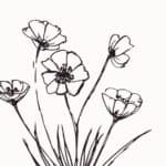 Contoh Sketsa Gambar Bunga Melati