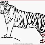 Gambar Sketsa Binatang Harimau