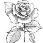 Gambar Sketsa Bunga Mawar