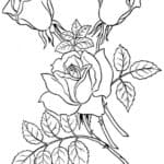 Gambar Sketsa Bunga Mawar Dan Melati