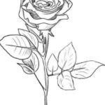 Gambar Sketsa Bunga Mawar Hitam Putih