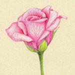 Gambar Sketsa Bunga Mawar Keren