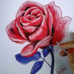 Gambar Sketsa Bunga Mawar Merah