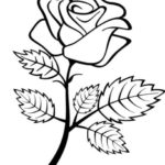 Gambar Sketsa Bunga Mawar Mudah