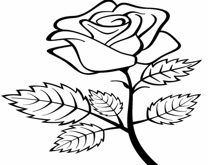 Gambar Sketsa Bunga Mawar Sederhana