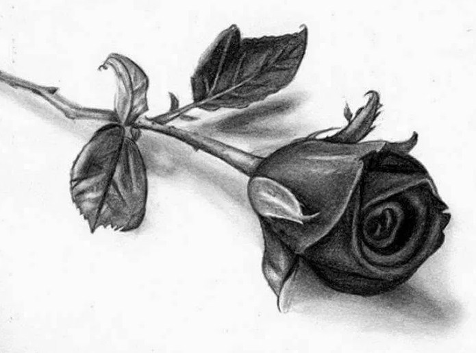 Gambar Sketsa Bunga Mawar Yang Cantik