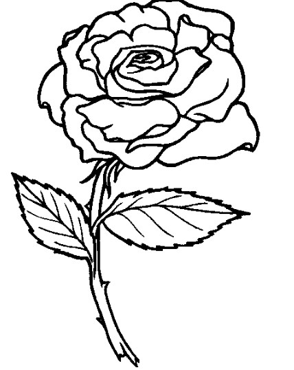 Gambar Sketsa Bunga Mawar Yang Indah