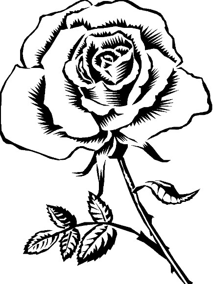 Gambar Sketsa Bunga Mawar Yang Mudah