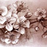 Gambar Sketsa Bunga Sakura Sederhana
