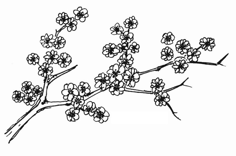 Paling Populer 20+ Gambar Bunga Sakura Simple - Gambar Bunga Indah