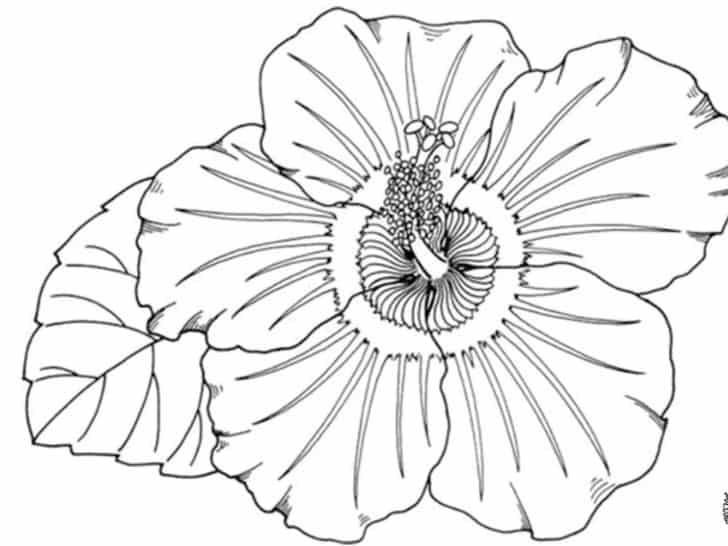 Gambar Sketsa Bunga Sepatu