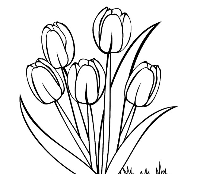 Gambar Bunga Tulip Izarnazar Gambar Bunga Tulip Untuk Mewarnai