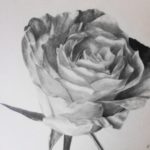 Gambar Sketsa Kelopak Bunga Mawar
