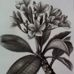 Gambar Sketsa Pensil Bunga Kamboja