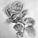 Gambar Sketsa Pensil Bunga Mawar
