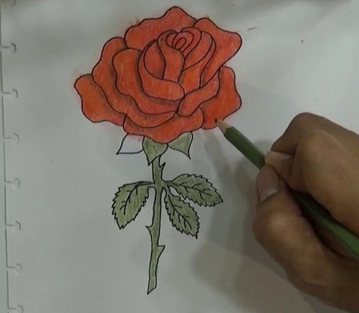 Gambar Sketsa Setangkai Bunga Mawar