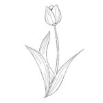 Gambar Sketsa Setangkai Bunga Tulip