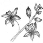 Sketsa Bunga Anggrek Dengan Pensil