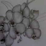 Sketsa Bunga Anggrek Hitam