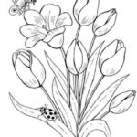 Sketsa Bunga Anggrek Putih