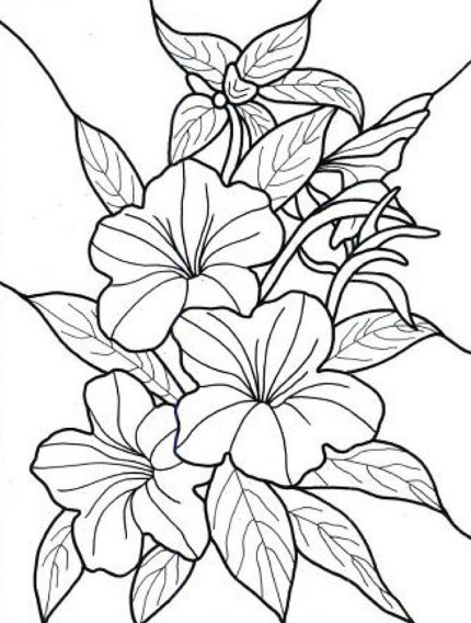 Sketsa Bunga Kamboja Hitam Putih
