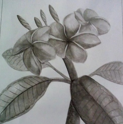 Sketsa Bunga Kamboja