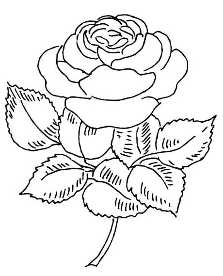 Sketsa Bunga Mawar Yang Mudah Digambar