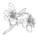 Sketsa Bunga Melati Dengan Pensil