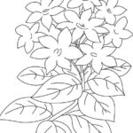 Sketsa Bunga Melati Putih