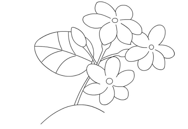 Sketsa Bunga Melati
