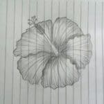 Sketsa Bunga Sepatu Dengan Pensil