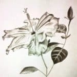 Sketsa Gambar Bunga Kembang Sepatu