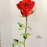 Sketsa Gambar Pohon Bunga Mawar