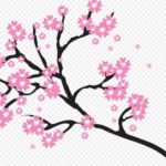 Sketsa Gambar Pohon Bunga Sakura