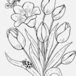 Sketsa Gambar Taman Bunga Tulip