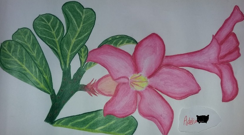 Sketsa Lukisan Bunga Kamboja