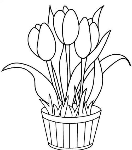 Sketsa Menggambar Bunga Tulip