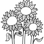 contoh gambar sketsa bunga matahari