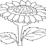 foto sketsa bunga matahari