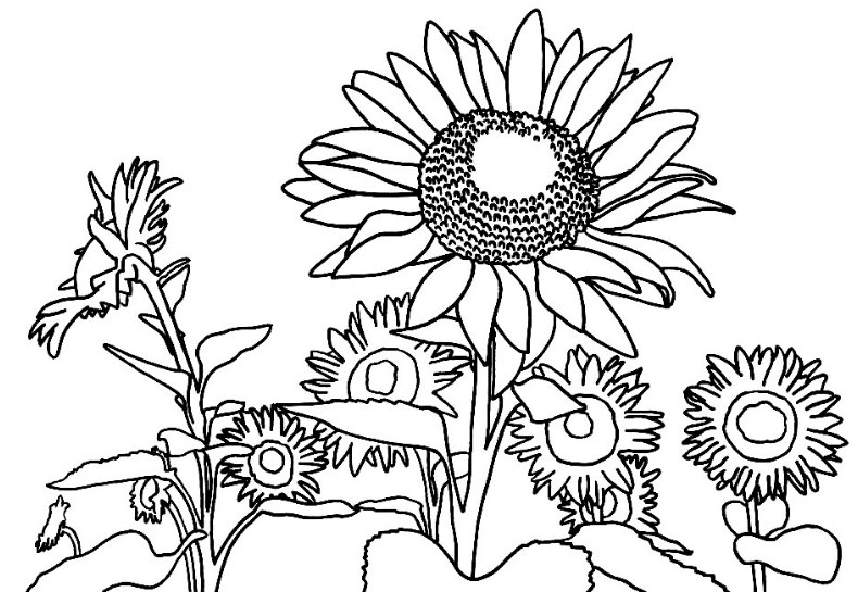gambar sketsa bunga matahari
