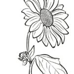 gambar sketsa setangkai bunga matahari