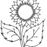 sketsa bunga matahari dengan pensil