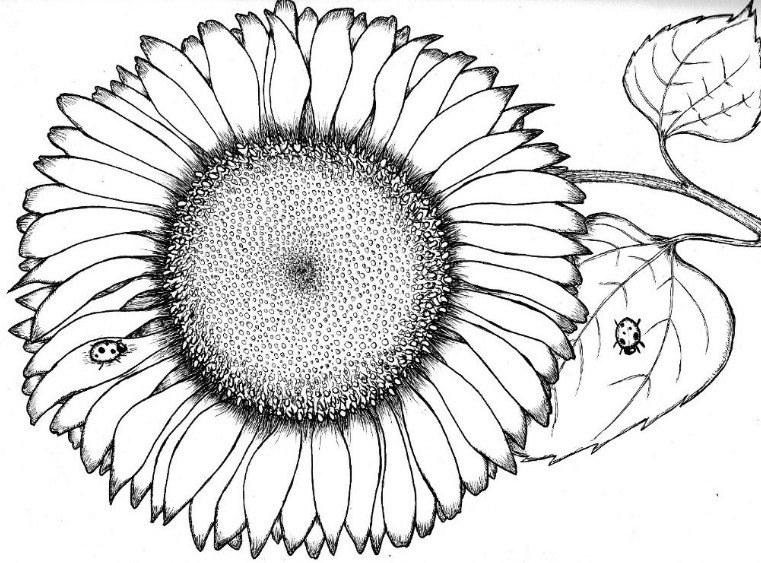 sketsa bunga matahari hitam putih