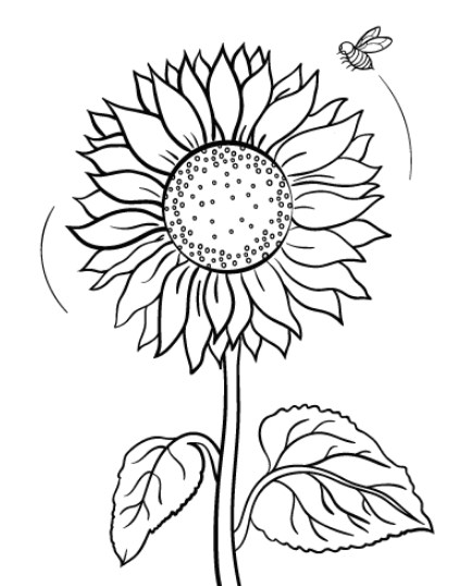 sketsa bunga matahari sederhana