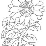 sketsa daun bunga matahari