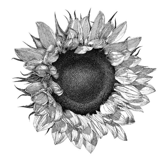 sketsa kelopak bunga matahari